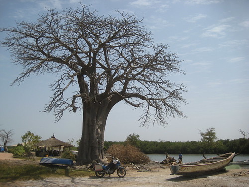 Baobab in The Gambia