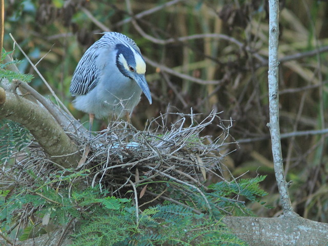 Yellow-crowned Night-Heron female nest 10 non-HT incubating 20120418