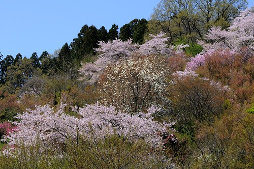 花見山公園 / Hanamiyama Park in Fukushima