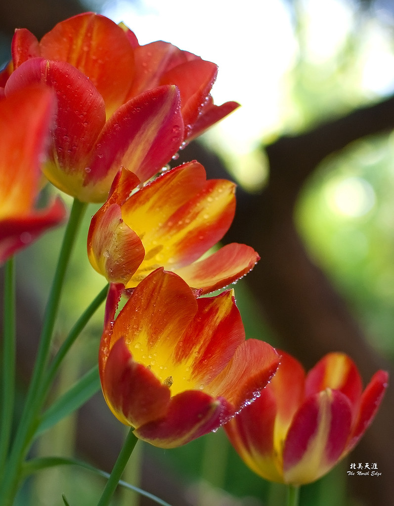 Tulips-9059-a