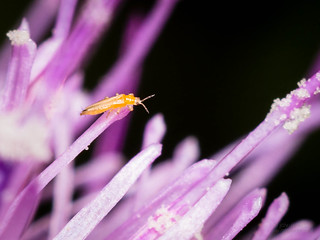 New Flickr - Thrips on Thistle