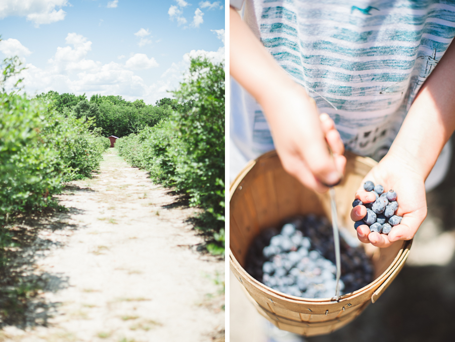 pictures of blueberry hills farm in edom texas by zoe dennis