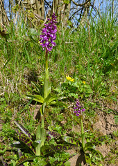 Early Purple Orchids (Orchis mascula)