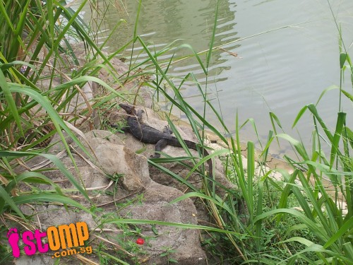 1m-long monitor lizard at Kallang River catches visitor by surprise -data