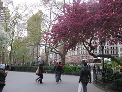 Madison Square April by edenpictures, on Flickr