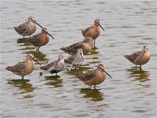 Short-billed Dowitcher and Dunlin at El Paso Sewage Treatment Center 27