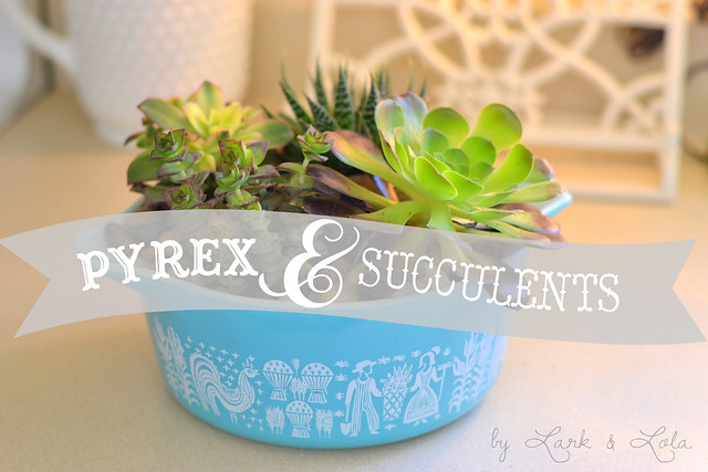 Pyrex & Succulents