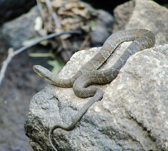 northern water snake (nerodia sipedon)