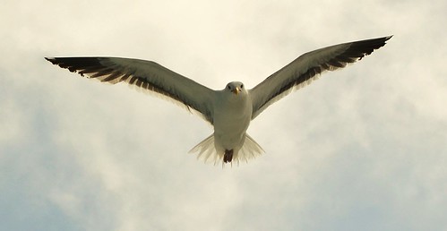 Gull on the Wing by hpromise-Jean Kohut'