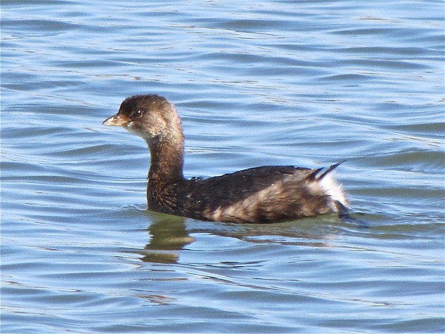 Pied-billed Grebe at White Oak Park in Bloomington, IL