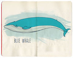 Blue whale // Синий кит