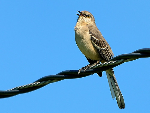 Mockingbird Singing 2012-04-06