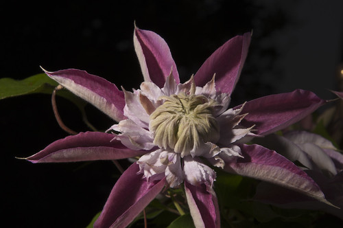 Day 104 - Purple Clematis