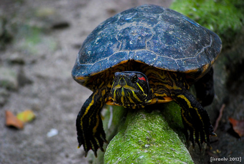 "Sammy the Turtle" - Benjamin Arthur's Daily Photography Genre Challenge - Entry - Thursday's NATURE Challenge by {israelv}