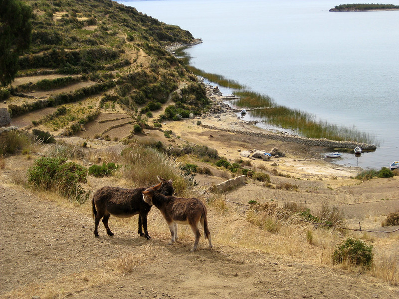 Donkeys on Isla Del Sol - Lake Titicaca - Bolivia