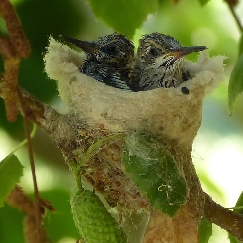 Saturday's Hummingbird Nest