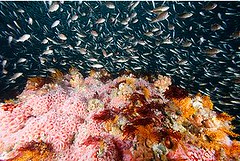 2010年NOAA潛水員首次到訪加州科德爾海床國家海洋保護區，所攝得的礁岩上方的新生魚群。圖片來自：NOAA / Greg McFall。