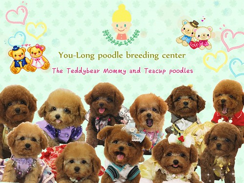 100% Full Breed toy poodle Puppies for sale by 大熊媽媽