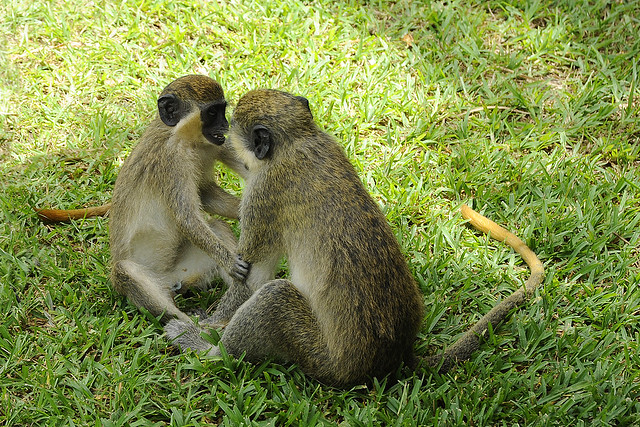 Green vervet monkeys, The Gambia
