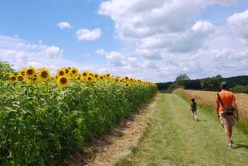 Sunflowers at Pope Farm Conservancy