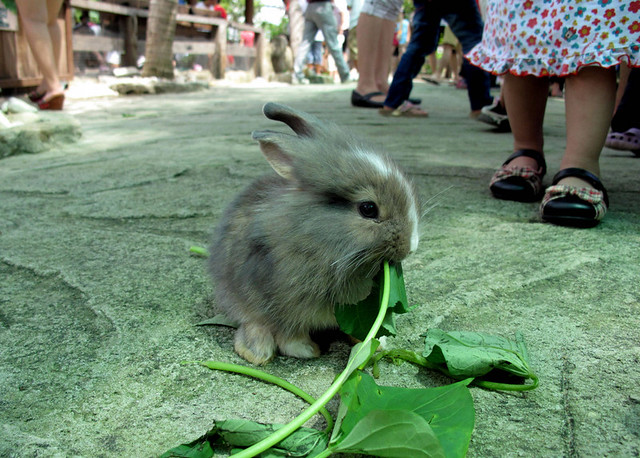 Farm in the City - cute rabbit