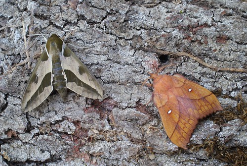 Spurge Hawk-moth (Hyles euphorbiae) and Plum Lappet (Odonestis pruni)
