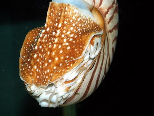 06、鸚鵡螺具有背腕特化的肉質的口蓋，能將殼口牢牢封住。圖片作者：李坤瑄。