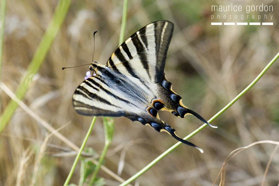 scarce swallowtail-ceret_DSC4674