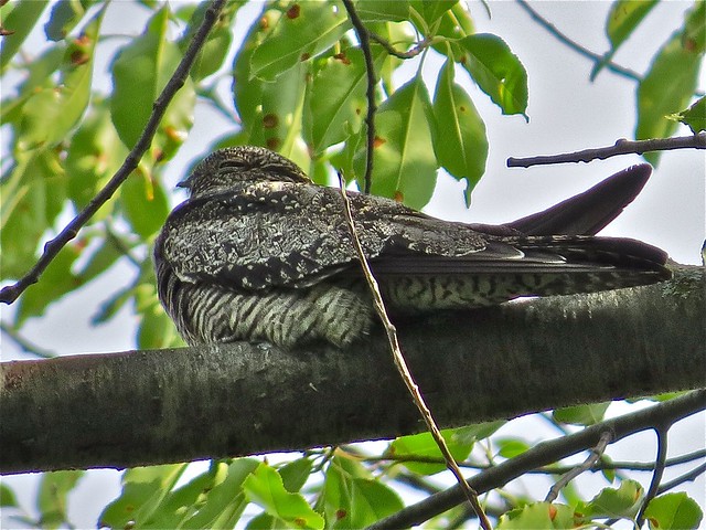 Common Nighthawk at Angler's Pond in Bloomington, IL 02