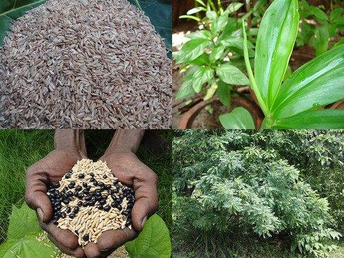 Promising Medicinal Rice Formulations for Cancer and Diabetes Complications and Revitalization of Pancreas (TH Group-127 special) from Pankaj Oudhia’s Medicinal Plant Database by Pankaj Oudhia