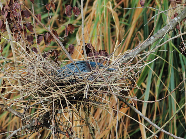 Green Heron nest 4 HT 20120404