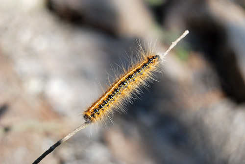 Picture of tent caterpillar crawling on a branch in sunlight in spring.