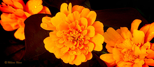 Orange Beauty - HDR Photography