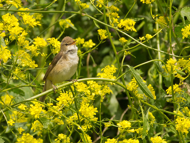 reed warbler in yellow flowers