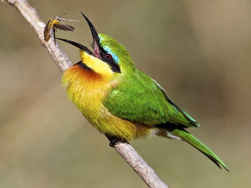 the little bee eater & the cricket