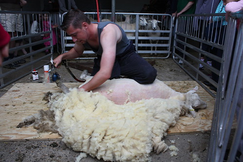 Sheep Shearing on Open Farm Sunday at Woodlands Farm