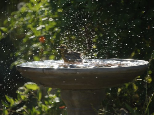 Female Hooded Oriole taking a bath by Mike's Birds