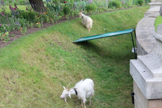 Goats in a ditch!