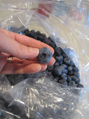Giant blueberry