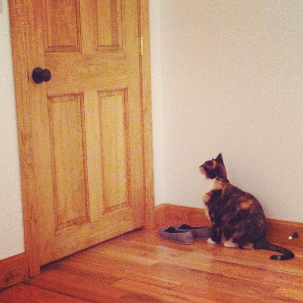 Ginger has explored this room and wants to know what else she can check out. #homestead #farmhouse #familyjourney #cat #catsofinstagram