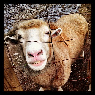Say Cheese! #smile #sheep #love #farmanimals #toocute