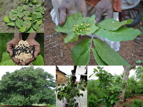 Indigenous Medicinal Rice Formulations for Diabetes and Cancer Complications, Heart and Kidney Diseases (TH Group-105 special) from Pankaj Oudhia’s Medicinal Plant Database by Pankaj Oudhia