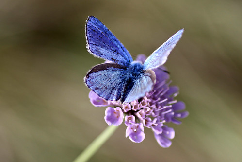 Adonis Blue  Lysandra bellargus