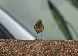 Red-spotted Bluethroat adult male, Hartlepool Headland
