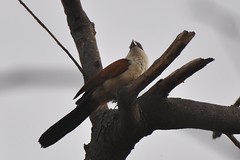 Gambia Senegal Birds