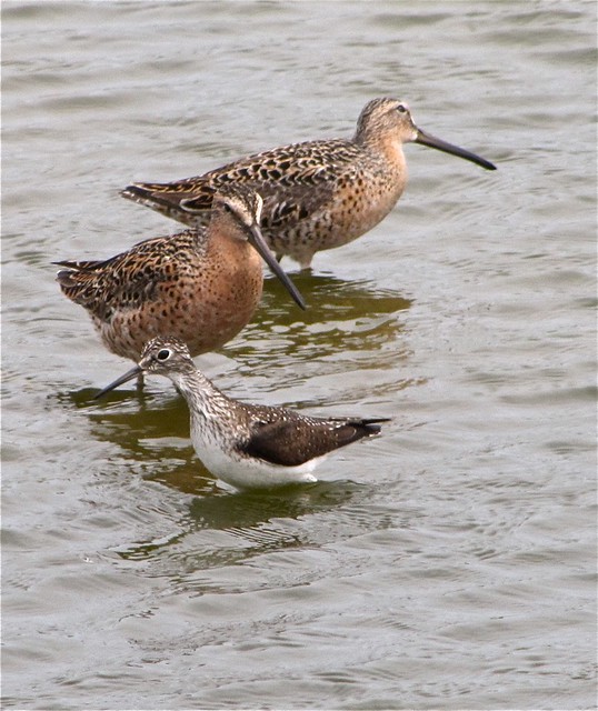 Short-billed Dowitcher and Solitary Sandpiper at El Paso Sewage Treatment Center 04