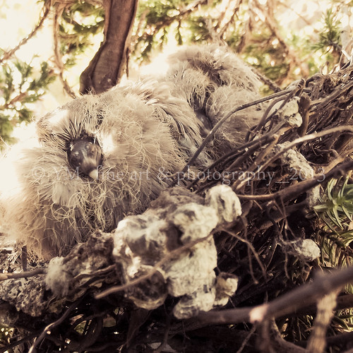 Baby Pigeon by Yanieck_of and on ♥♥