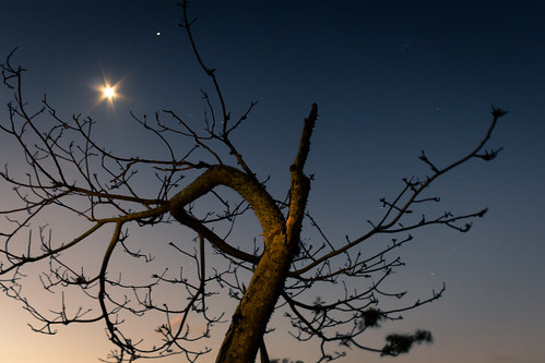 Árvore seca e lua estrela/Dry tree and moon star by Junior AmoJr