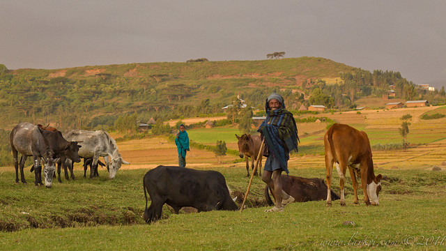 Herders, Mekane Eyesus, Ethiopia, 2011