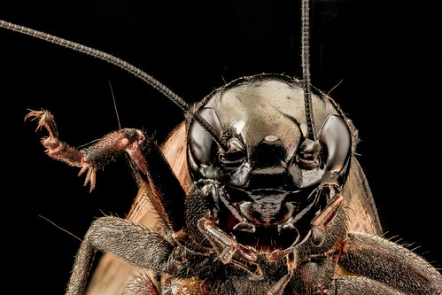 Gryllus species, U, Face, MD, PG County_2013-08-07-18.20.57 ZS PMax